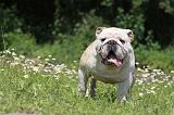 BULLDOG ANGLAIS 027